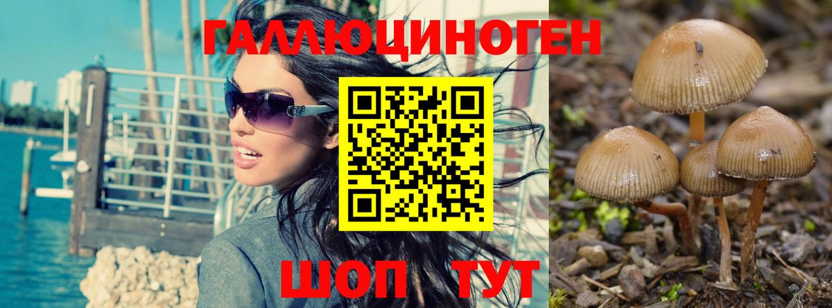 Галлюциногенные грибы Cubensis Тихорецк